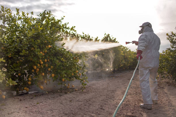 Wasp Removal Services in North Bellport, NY