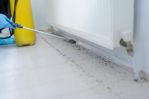 Reliable North Bellport, NY Pest Control Solutions