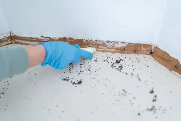 Best Pest Removal Services  in North Bellport, NY